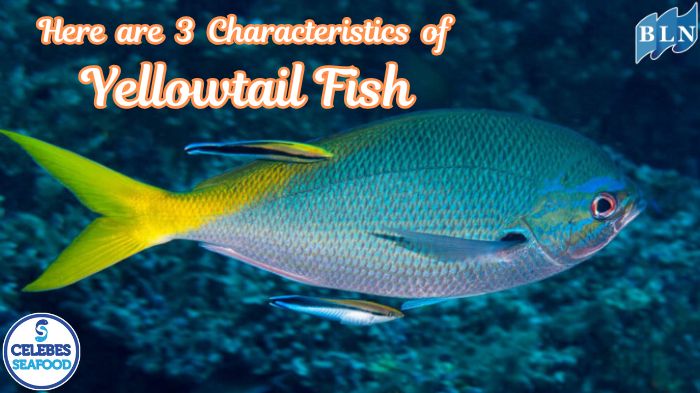 Here are 3 Characteristics of Yellowtail Fish: The Beauty of the Sea with High Value